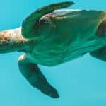 green sea turtle in water