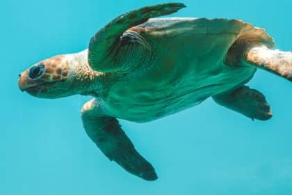 green sea turtle in water