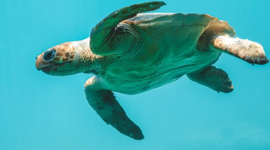 green sea turtle in water
