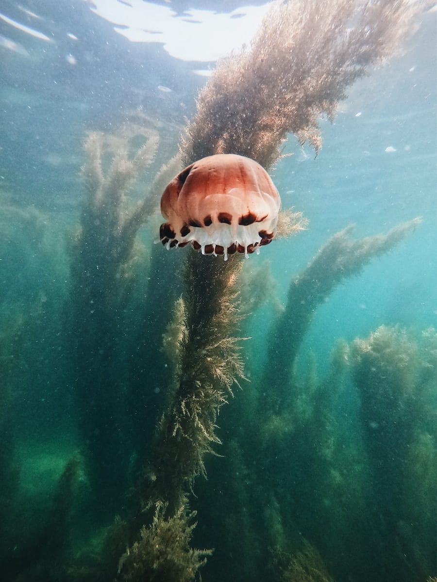 a close-up of a fish